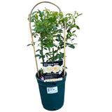 Whartons 'Ghislaine de Feligonde' Pink Rambling Rose 4Ltr Pot