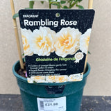 Whartons 'Ghislaine de Feligonde' Pink Rambling Rose 4Ltr Pot
