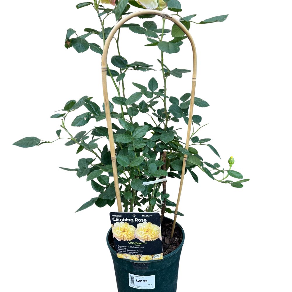 Whartons 'Chinatown' Yellow Floribunda 3Ltr Pot