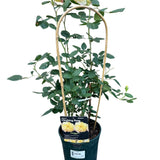 Whartons 'Chinatown' Yellow Floribunda 3Ltr Pot