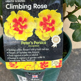 Whartons 'Peter's Persica' Yellow Climbing Rose 3Ltr Pot