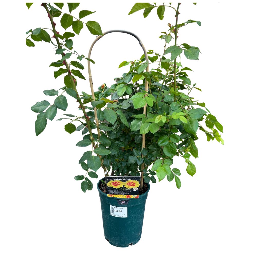 Whartons 'Peter's Persica' Yellow Climbing Rose 3Ltr Pot