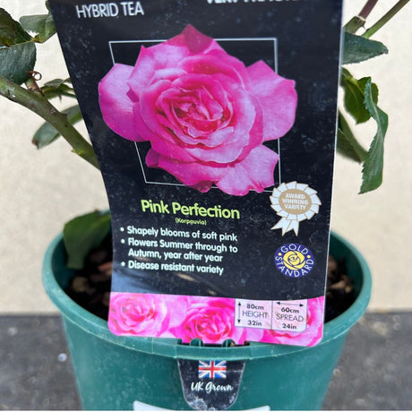 Whartons 'Pink Perfection' Hybrid Tea Rose 3 Ltr
