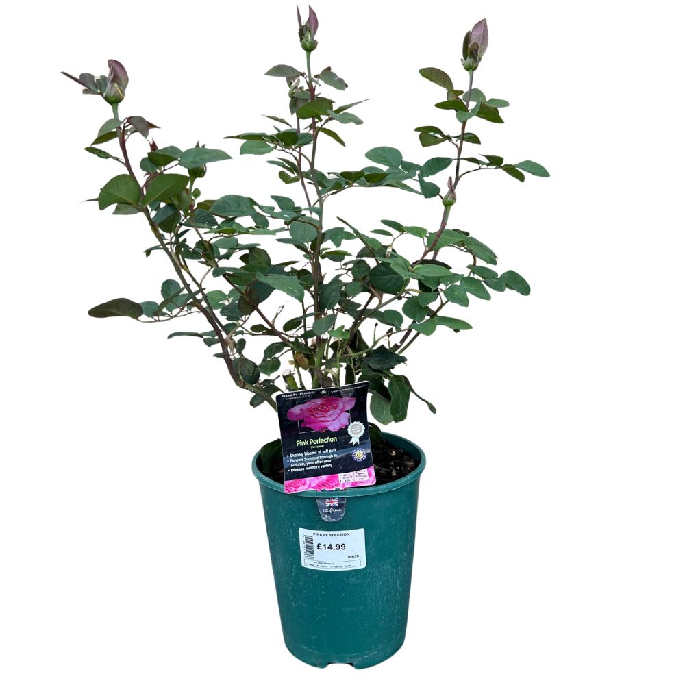 Whartons 'Pink Perfection' Hybrid Tea Rose 3 Ltr