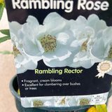 Whartons 'Rambling Rector' White Rambling Rose 3 Ltr Pot