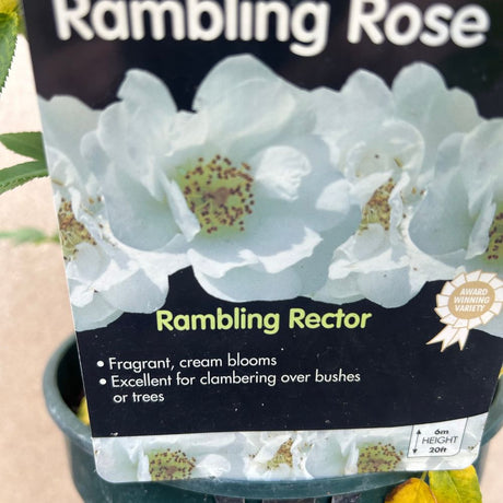 Whartons 'Rambling Rector' White Rambling Rose 3 Ltr Pot