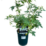 Whartons 'Rambling Rector' White Rambling Rose 3 Ltr Pot