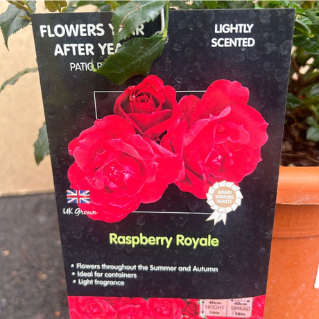 Whartons 'Raspberry Royale' Pink Patio Rose 5Ltr Pot