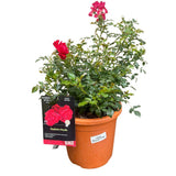 Whartons 'Raspberry Royale' Pink Patio Rose 5Ltr Pot