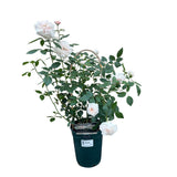 Whartons 'Sabrina' White Climbing Rose 4Ltr Pot