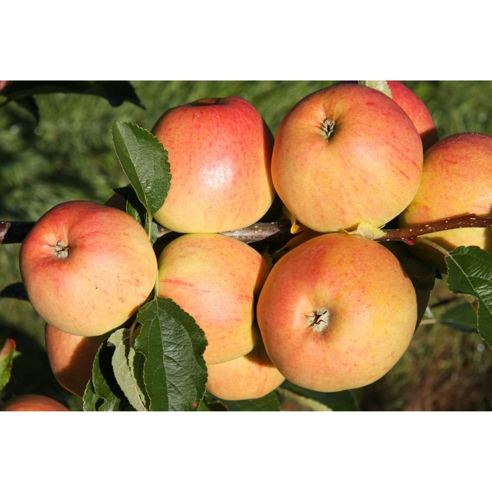 Apple Tree 'Winter Gem' Fruit Tree 11.5Ltr Patio Pot