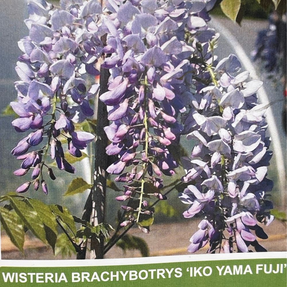 Wisteria Brac Iko Yama Fuji Plant - 28cm Pot