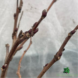 Wisteria Brac Show Beni Plant - 28cm Pot