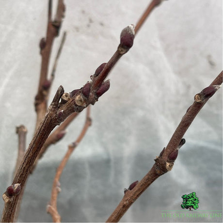 Wisteria Brac Show Beni Plant - 28cm Pot