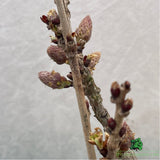 Wisteria Flor Black Dragon Plant - 28cm Pot
