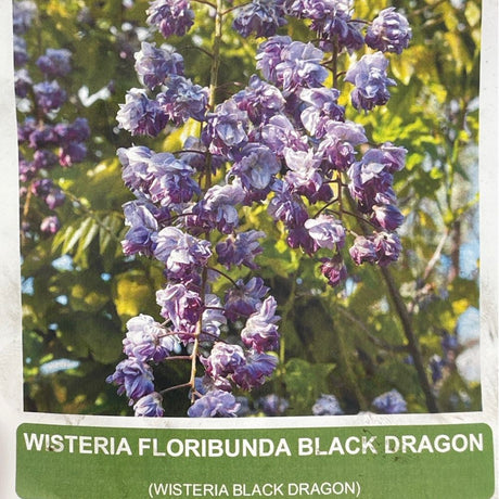 Wisteria Flor Black Dragon Plant - 28cm Pot - Old Railway Line Garden Centre