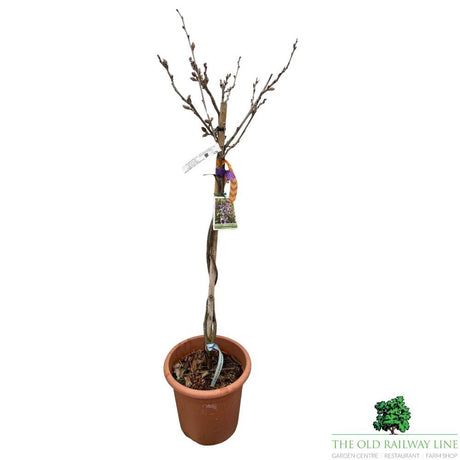 Wisteria Flor Black Dragon Plant - 28cm Pot - Old Railway Line Garden Centre