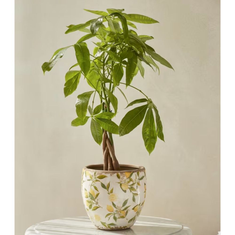 Woodlodge 15cm Lemon Indoor Pot - Old Railway Line Garden Centre