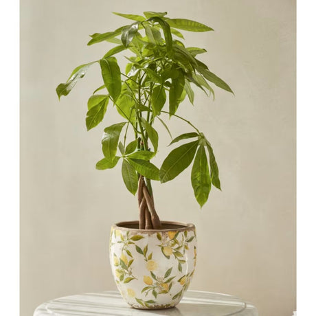 Woodlodge 15cm Lemon Indoor Pot - Old Railway Line Garden Centre