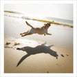 Woodmansterne Beach Dog Blank Card - Old Railway Line Garden Centre