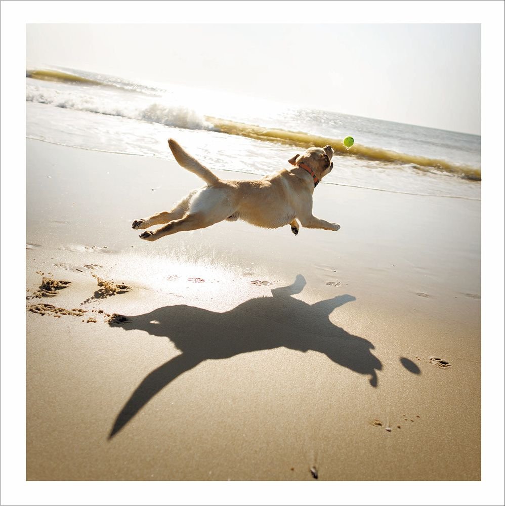 Woodmansterne Beach Dog Blank Card - Old Railway Line Garden Centre