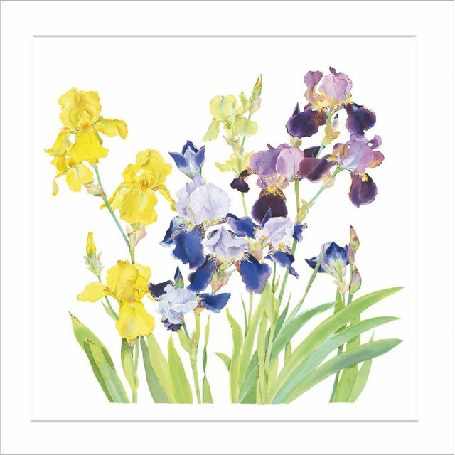 Woodmansterne Colourful Irises Blank Card - Old Railway Line Garden Centre
