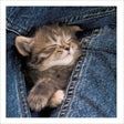 Woodmansterne Cosy Cat Blank Card - Old Railway Line Garden Centre