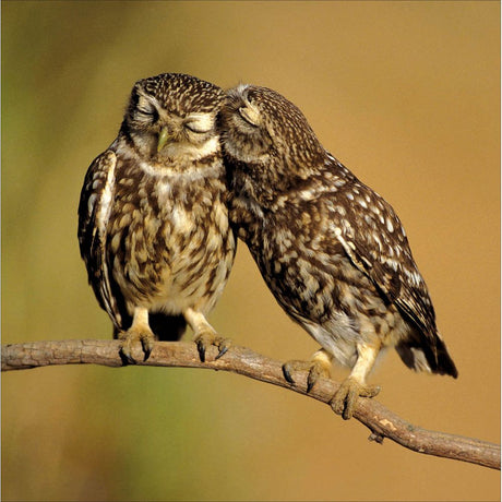 Woodmansterne Little Owls Blank Card - Old Railway Line Garden Centre