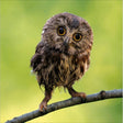 Woodmansterne Northern Saw-Whet Owl Blank Card - Old Railway Line Garden Centre