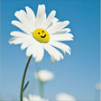 Woodmansterne Oops A Daisy Blank Card - Old Railway Line Garden Centre