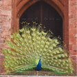 Woodmansterne Peacock at Powis Castle Blank Card - Old Railway Line Garden Centre
