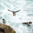 Woodmansterne Puffins on Lundy Island Blank Card - Old Railway Line Garden Centre