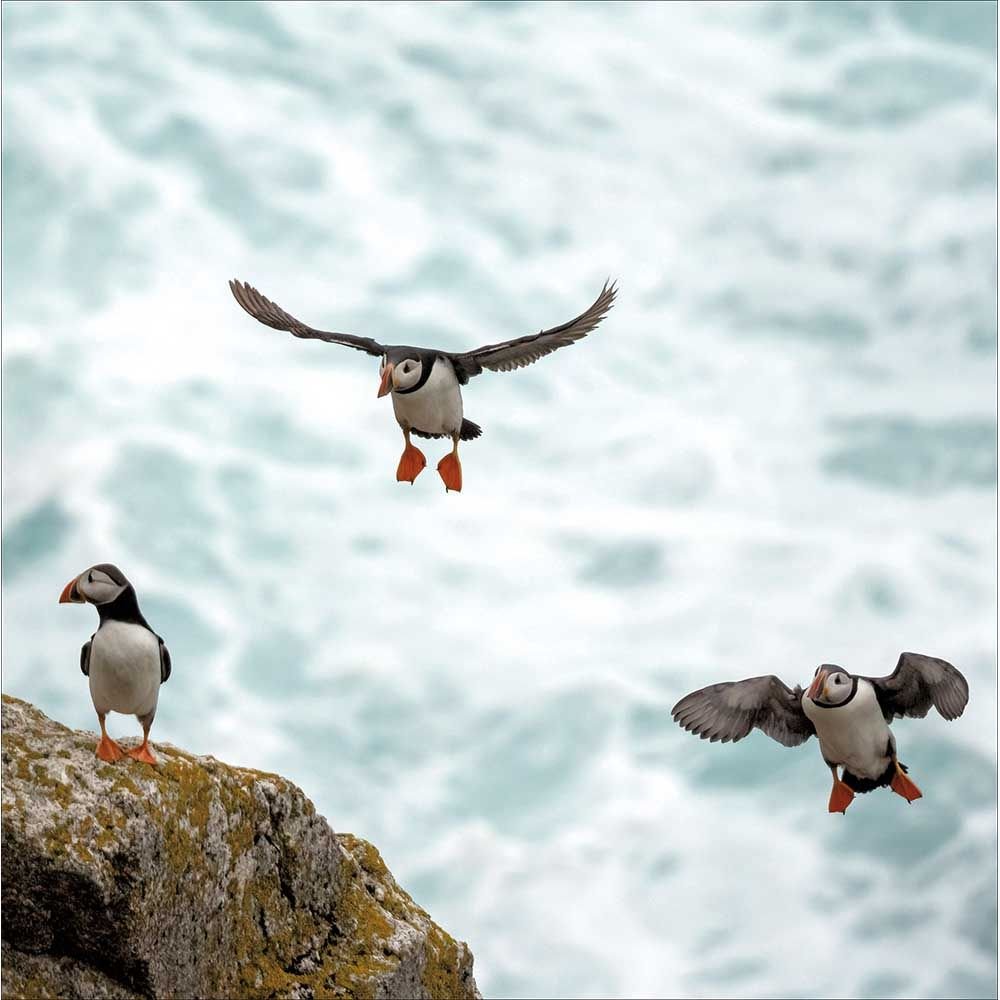 Woodmansterne Puffins on Lundy Island Blank Card - Old Railway Line Garden Centre