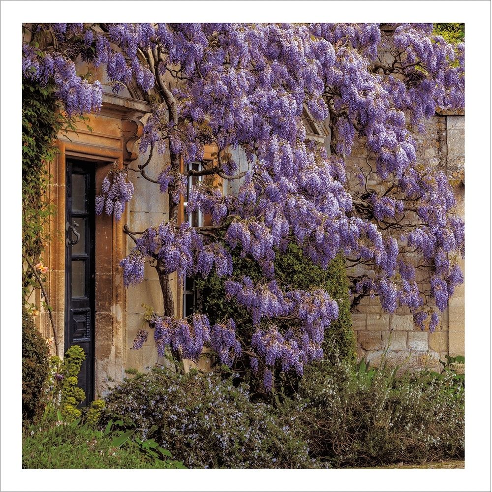 Woodmansterne Purple Wisteria Cascade Blank Card