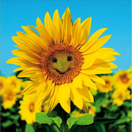 Woodmansterne Sunny Disposition Sun Flower Blank Card - Old Railway Line Garden Centre