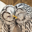 Woodmansterne Ural Owls Blank Card - Old Railway Line Garden Centre
