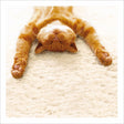 Woodmansterne You're the Boss Cat Blank Card - Old Railway Line Garden Centre