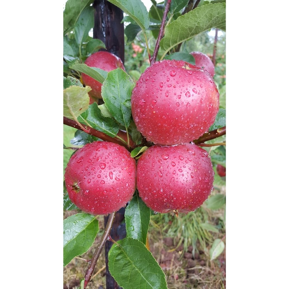 Apple Tree 'Worcester Pearmain' 12Ltr Pot