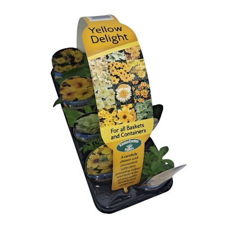 Yellow Delight Collection Plug Plants - 8 Plants - Old Railway Line Garden Centre