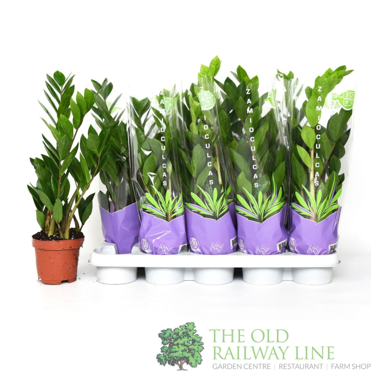 Zamioculcas Zamiifolia 50cm Houseplant 12cm Pot - Old Railway Line Garden Centre