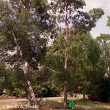 Eucalyptus 'Gunnii' 1.25m Tall (NL)