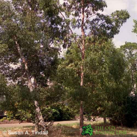 Eucalyptus 'Gunnii' 1.25m Tall (NL)