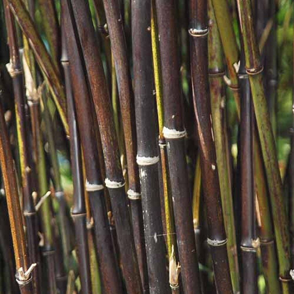 Fargesia nitida 'Black Pearl' Bamboo 7.5Ltr Pot
