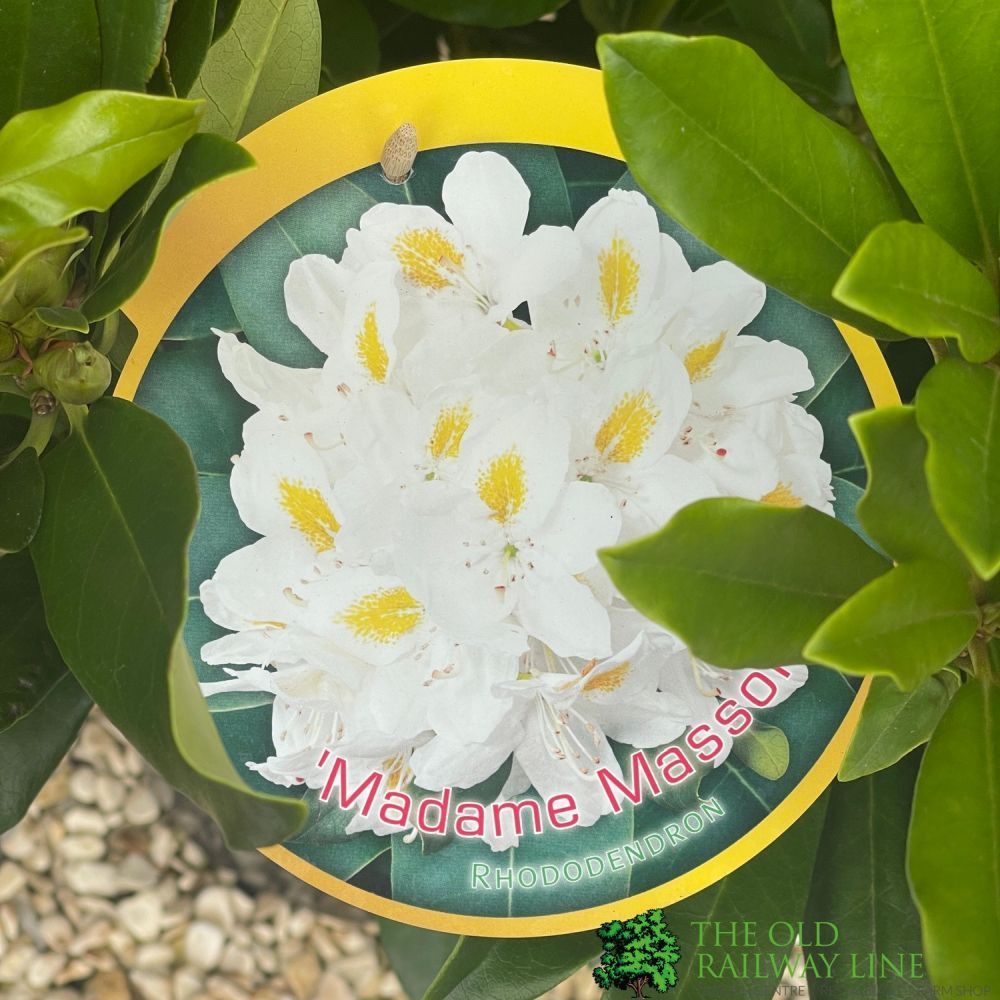 Rhododendron 'Madame Masson' 7.5Ltr Pot (NL)