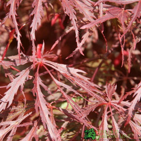 Acer Palmatum 'Garnet' Japanese Maple Tree Half-Standard 15Ltr Pot
