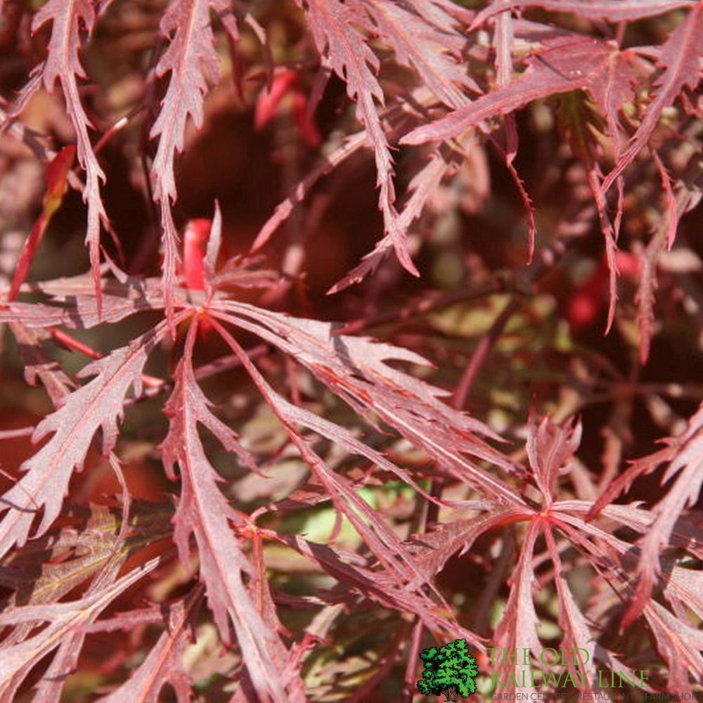 Acer Palmatum 'Garnet' Japanese Maple Tree Half-Standard 15Ltr Pot