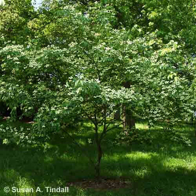 Cornus kousa var. chinensis 'China Girl' 1m Tall (NL)