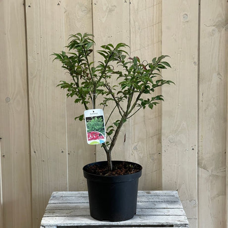 Euonymus Alatus 'Compactus' Plant 4Ltr Pot (NL)