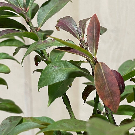 Euonymus Alatus 'Compactus' Plant 4Ltr Pot (NL)