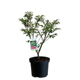 Euonymus Alatus 'Compactus' Plant 4Ltr Pot (NL)